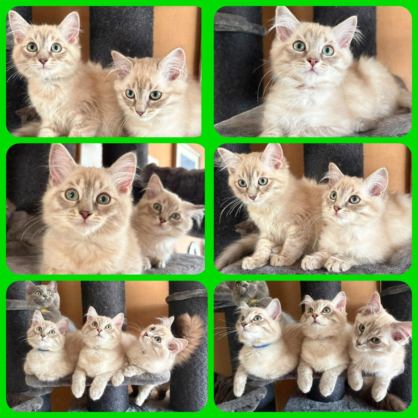 RAGDOLL KITTENS ( MOGEN METEEN VERHUIZEN), Meerdere dieren, Langharig, 0 tot 2 jaar