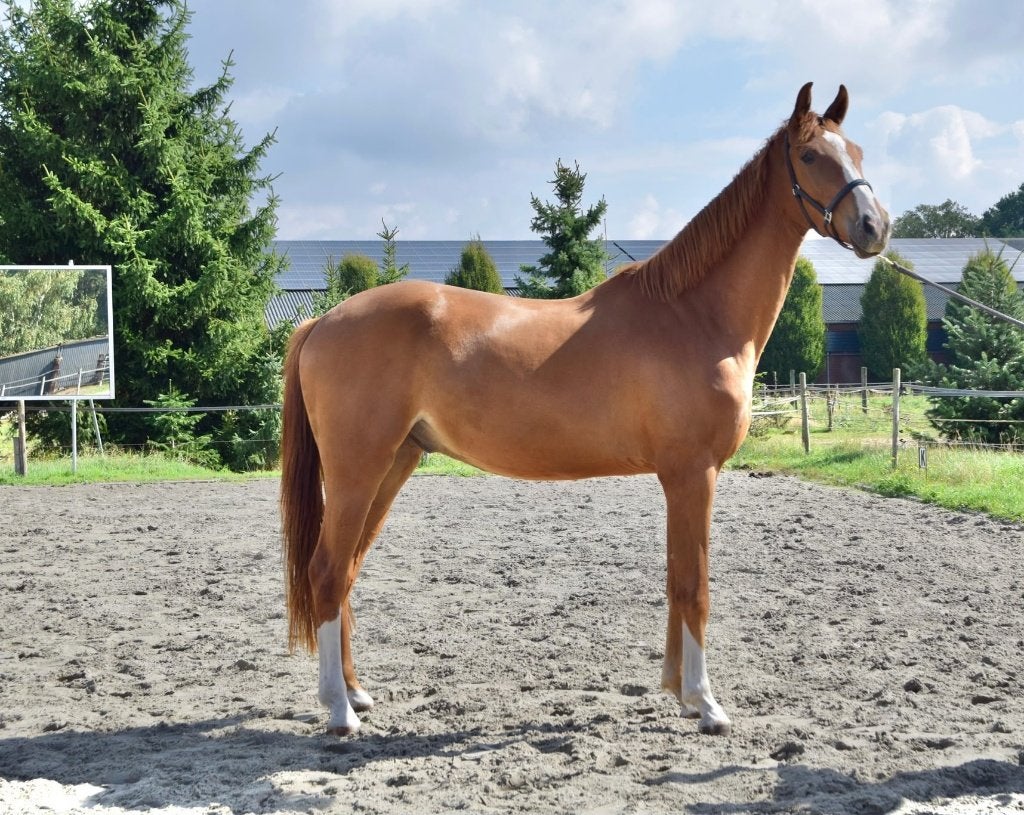 Te koop Talentvolle 3jr KWPN ruin, Dieren en Toebehoren, 175 cm of meer, Met stamboom, Ruin, Dressuurpaard