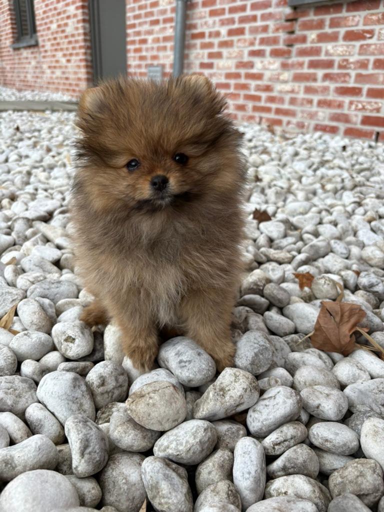 Twee schattige mini Pomeriaantjes., Particulier, Keeshond, 15 weken tot 1 jaar, Buitenland