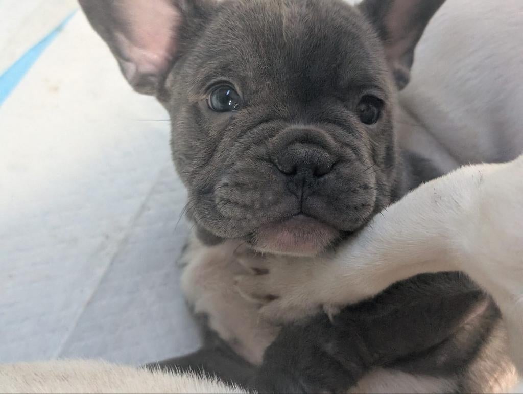 Franse Bulldog pups, Dieren en Toebehoren, Honden | Bulldogs, Pinschers en Molossers, 8 tot 15 weken, Bulldog, Meerdere, Meerdere dieren