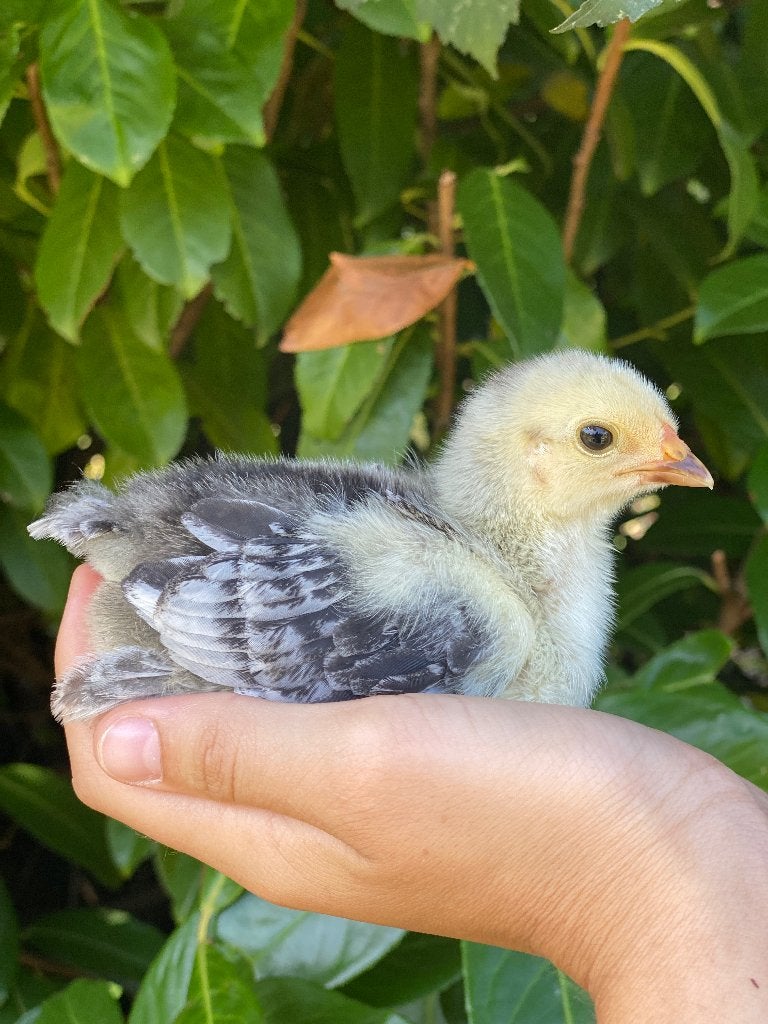 Prachtige handtamme Brahma kuikens, Dieren en Toebehoren, Pluimvee, Geslacht onbekend, Kip