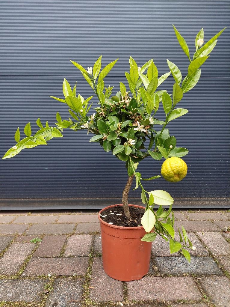 Citrus Limetta Pursha - Zoete Limoen / Gele Limoen H: 60 cm., Ophalen, Minder dan 100 cm, Volle zon, Citroenboom