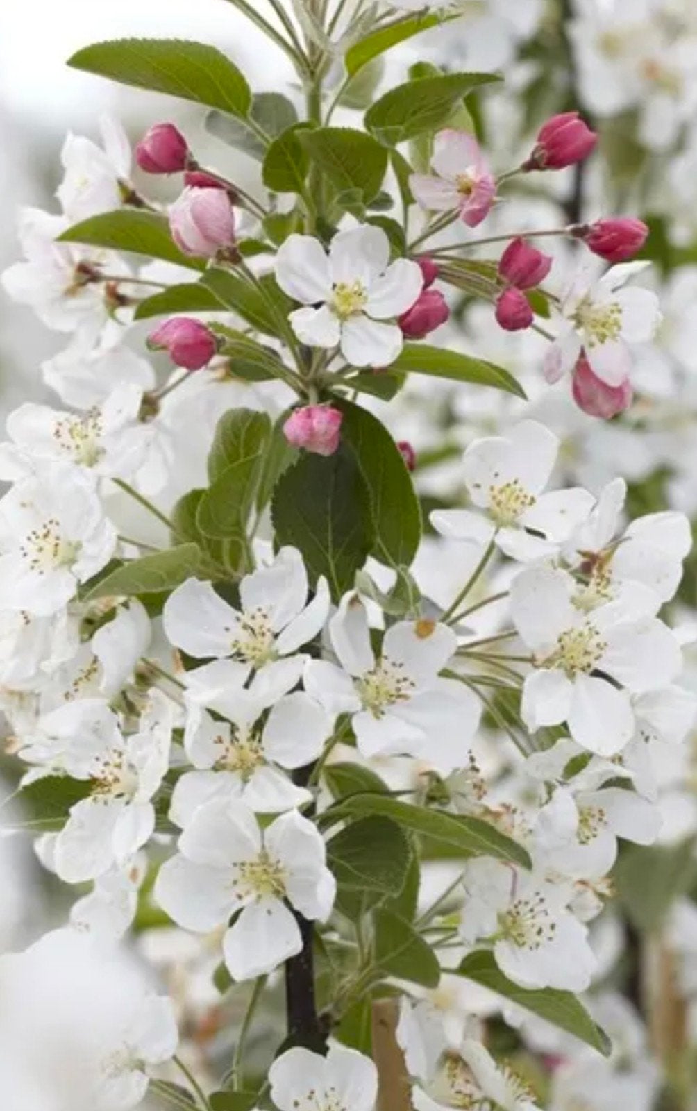 malus evereste, Tuin en Terras, Planten | Bomen, Overige soorten, Lente, 250 tot 400 cm, Ophalen