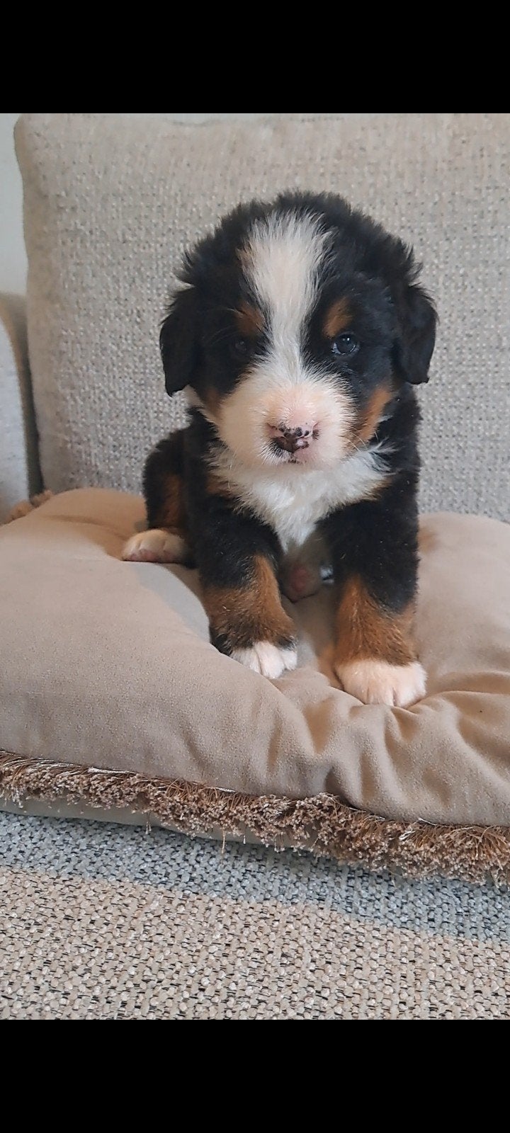 Berner Sennen pup Reu, Dieren en Toebehoren, Overige rassen, 8 tot 15 weken, Parvo, Meerdere