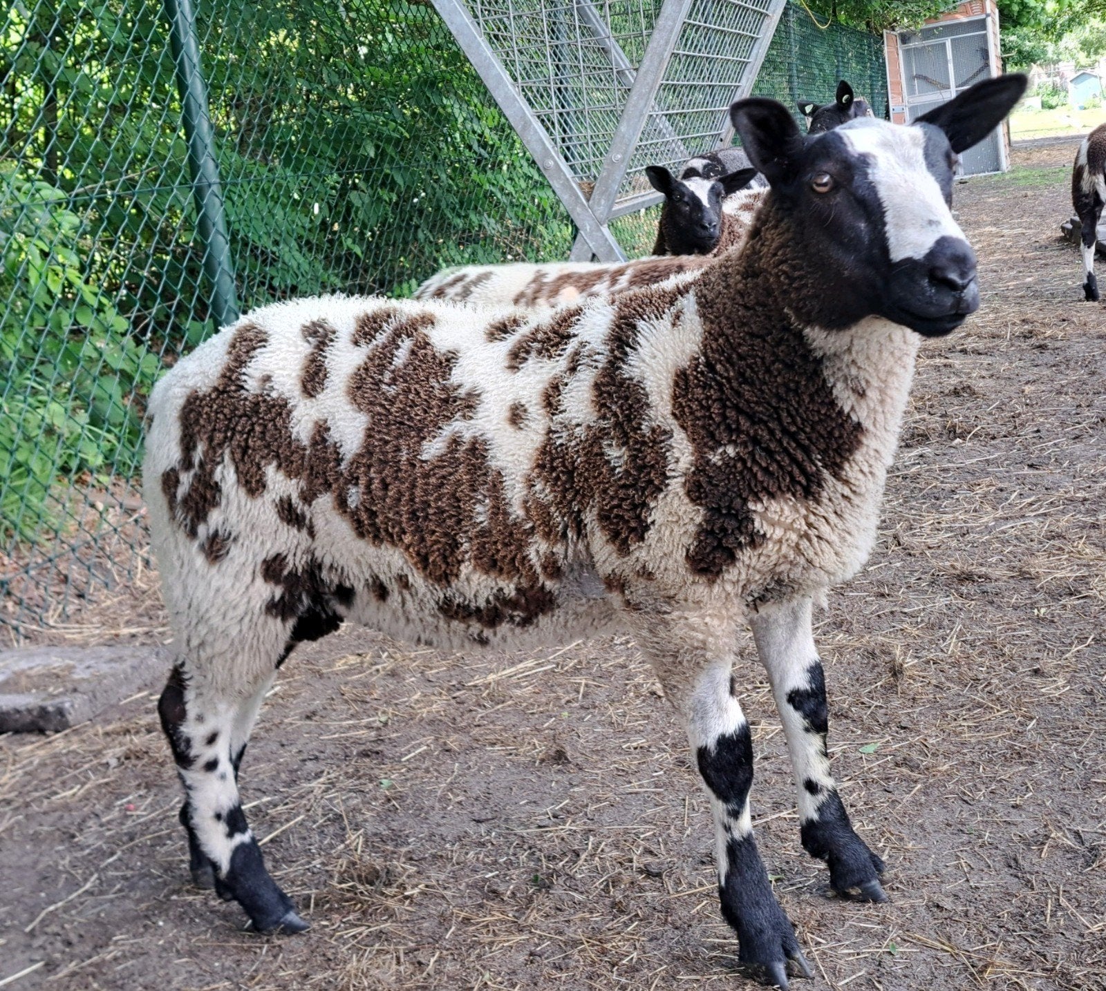 4 bonte rammen, Dieren en Toebehoren, Schapen, Geiten en Varkens, Mannelijk, Schaap, 0 tot 2 jaar