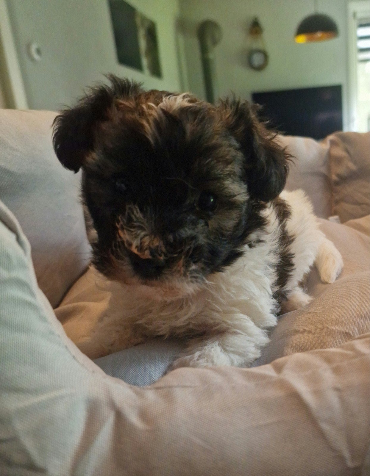 Mooie doodle pup tibetaanse terrrier x doodle, Parvo, 8 tot 15 weken, Teef, Meerdere