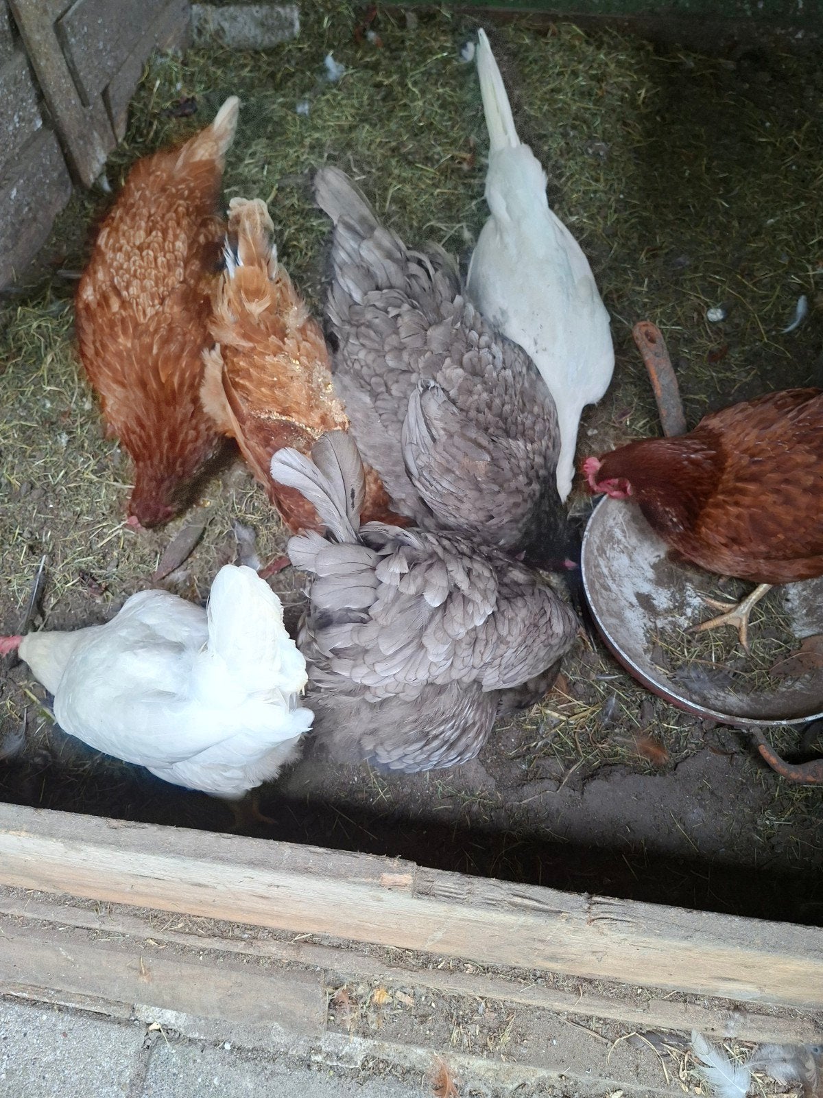 Heele mooie kippen te koop 7 ts, Vrouwelijk, Kip