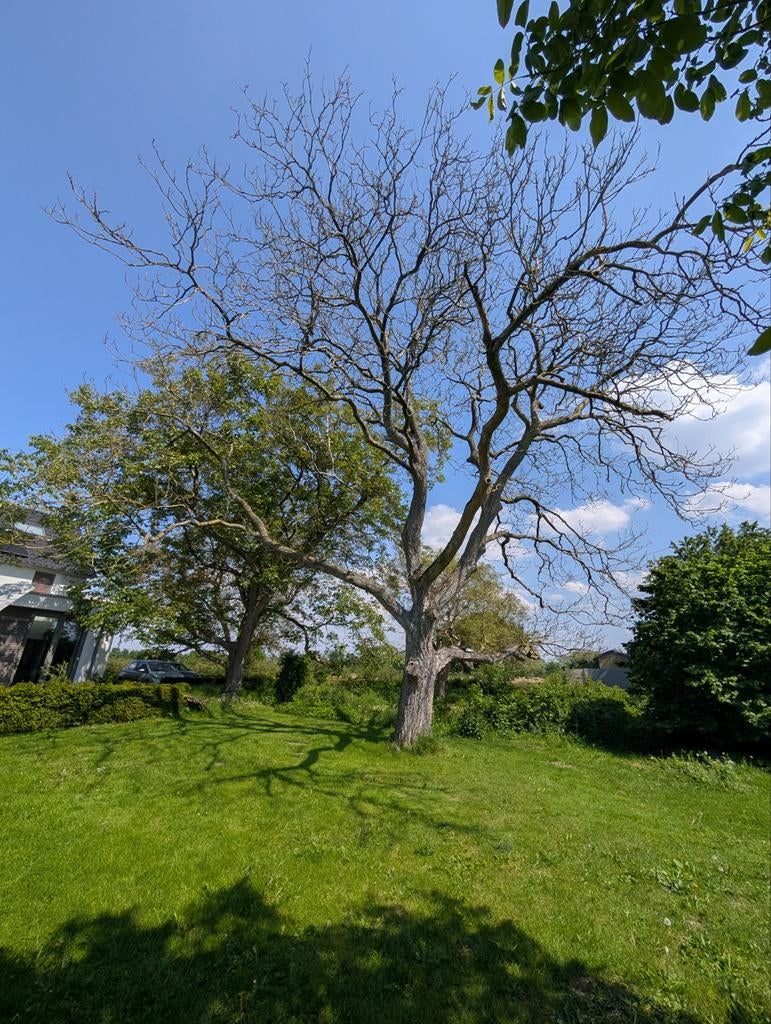 Dode notenboom (~115 jaar oud) gratis op te halen, Tuin en Terras, Planten | Bomen, Ophalen