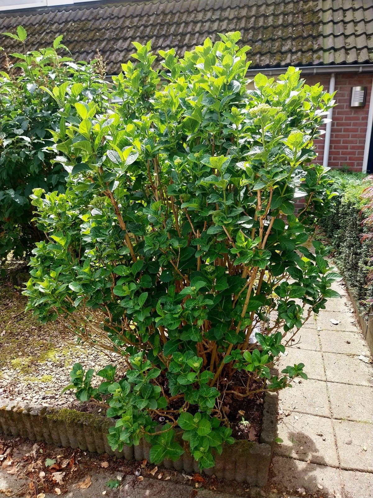 Gratis Magical hortensia's - zelf uitgraven voor 25 juni, Tuin en Terras, Planten | Tuinplanten, Vaste plant, Halfschaduw, Zomer