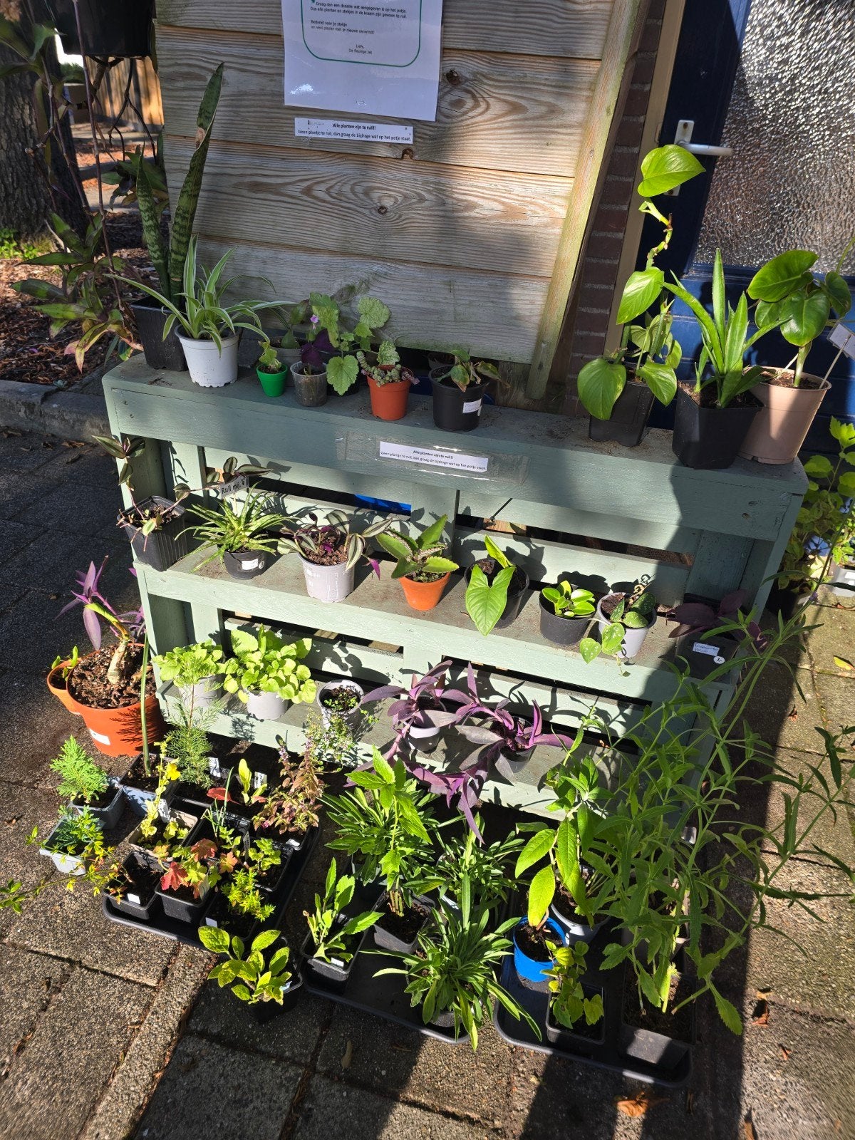 plantenbieb de fleurige jet, Tuin en Terras, Planten | Tuinplanten, Ophalen, Overige soorten, Volle zon