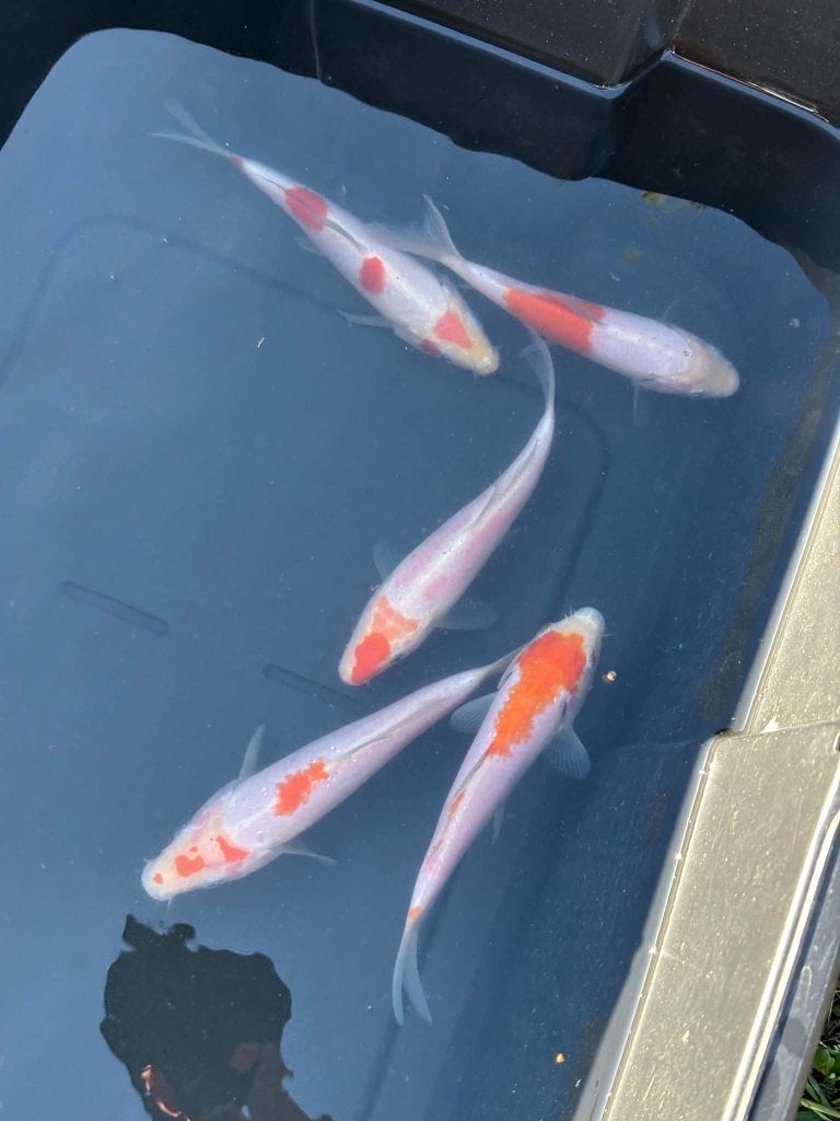 5x Tancho & Tancho Kohaku – Eigen Kweek, Dieren en Toebehoren, Karper of Koi