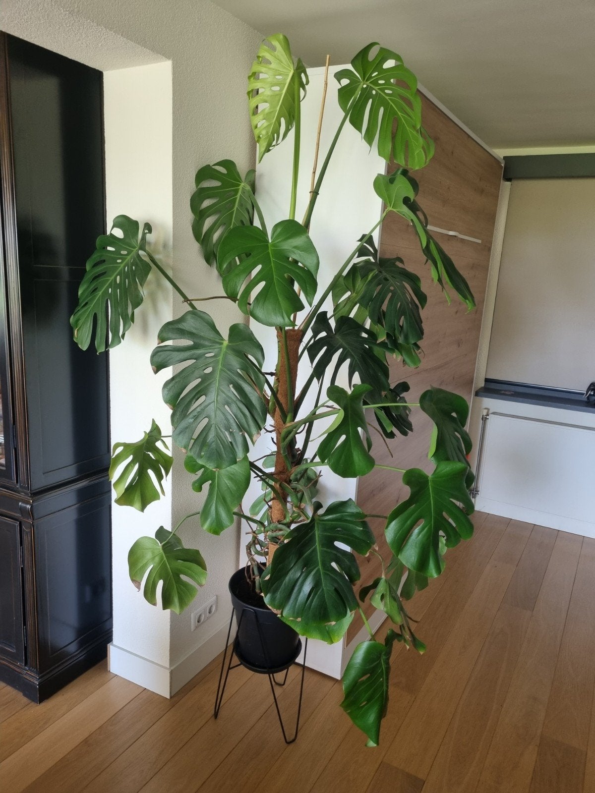 Monstera kamer plant, Huis en Inrichting, Kamerplanten, Ophalen, Halfschaduw