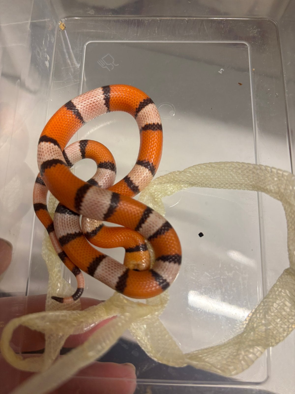 Lampropeltis hondurensis Kingsnake - unknown for sale from Rick Spliethof