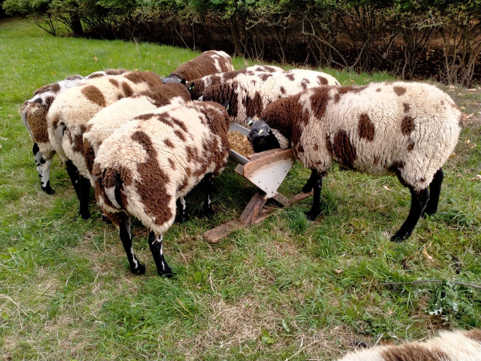 TE KOOP BONTE SCHAPEN.   VERKOCHT!!, Dieren en Toebehoren, Vrouwelijk, Schaap
