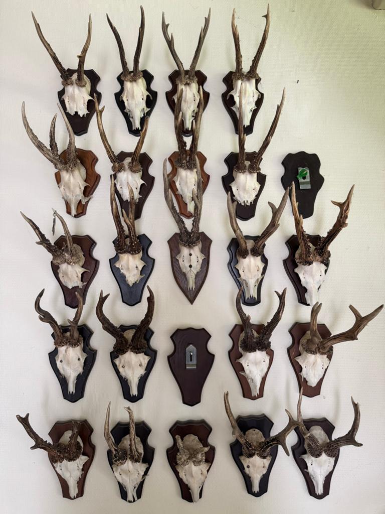 Grote collectie reeëngeweien op schild, Verzamelen, Dierenverzamelingen, Gebruikt, Gewei of Kop, Hert, Ophalen