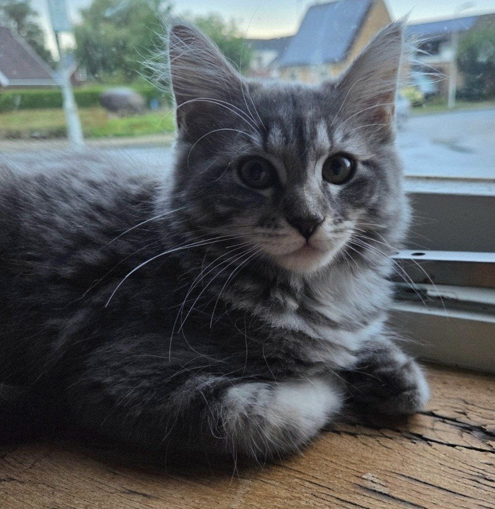 Mainecoon ragdoll kittens, Meerdere dieren, Ontwormd, 0 tot 2 jaar