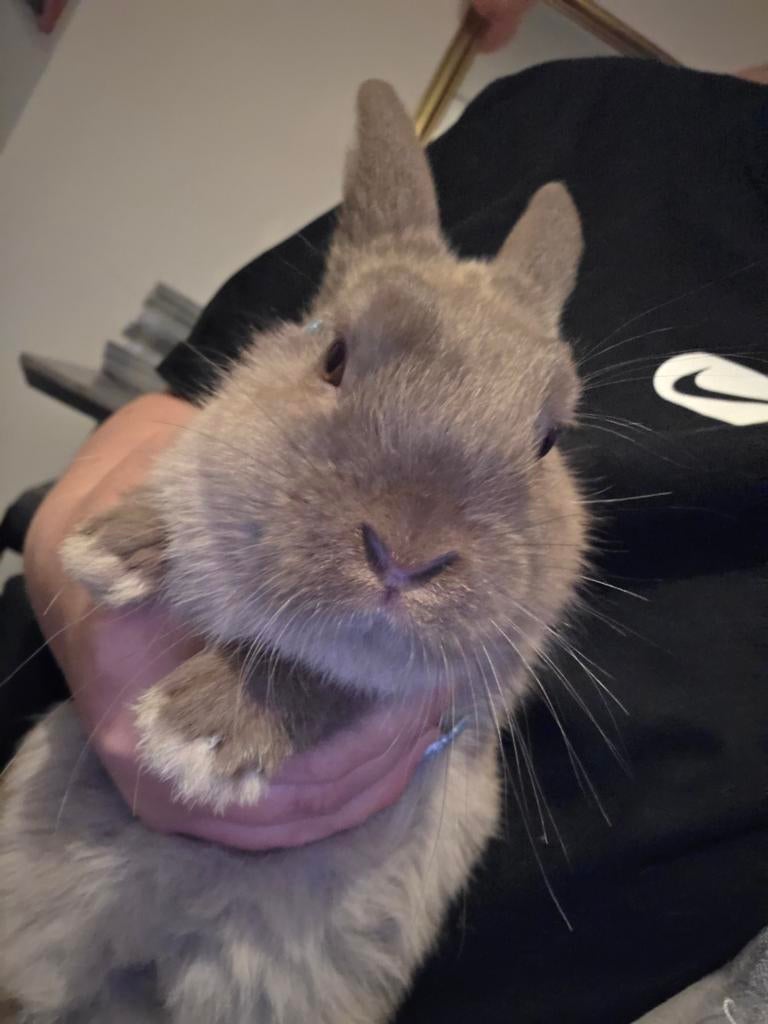 Nog 1baby dwerg konijntje jongen heel tam, Dieren en Toebehoren, Konijnen, Meerdere dieren, Dwerg