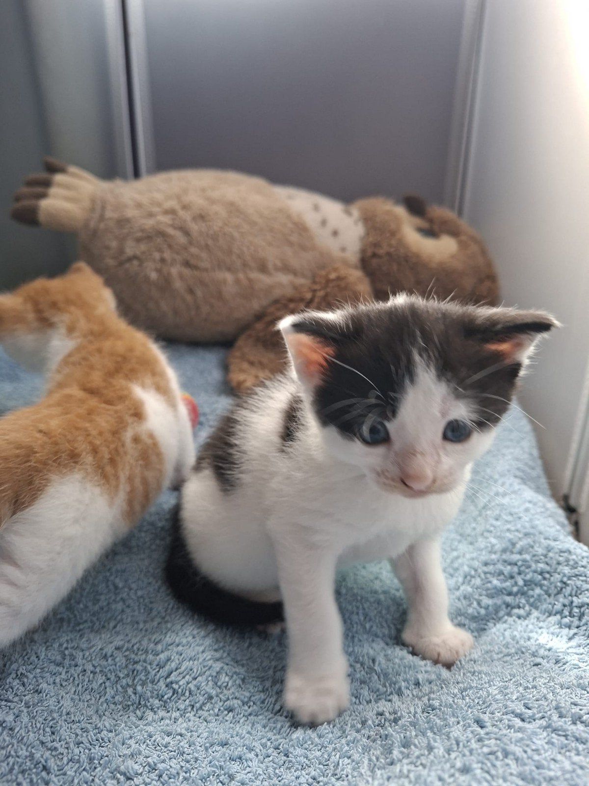 kitten zwart wit, Meerdere dieren, Kortharig