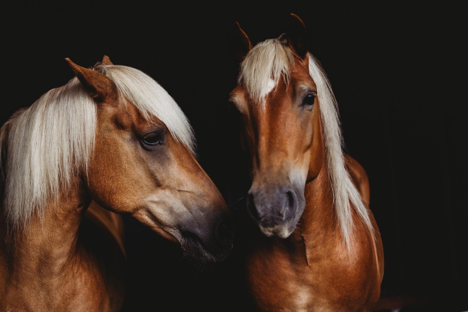 Paard - D/E pony gezocht, Ophalen, Recreatie