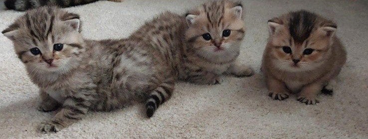Britse Korthaar kittens, Dieren en Toebehoren, Meerdere dieren, Met stamboom, 0 tot 2 jaar