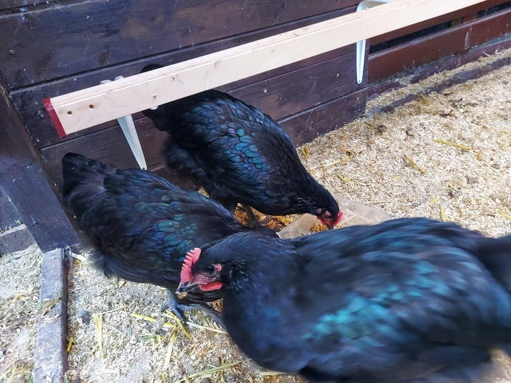 Drie mooie haantjes, Mannelijk, Kip