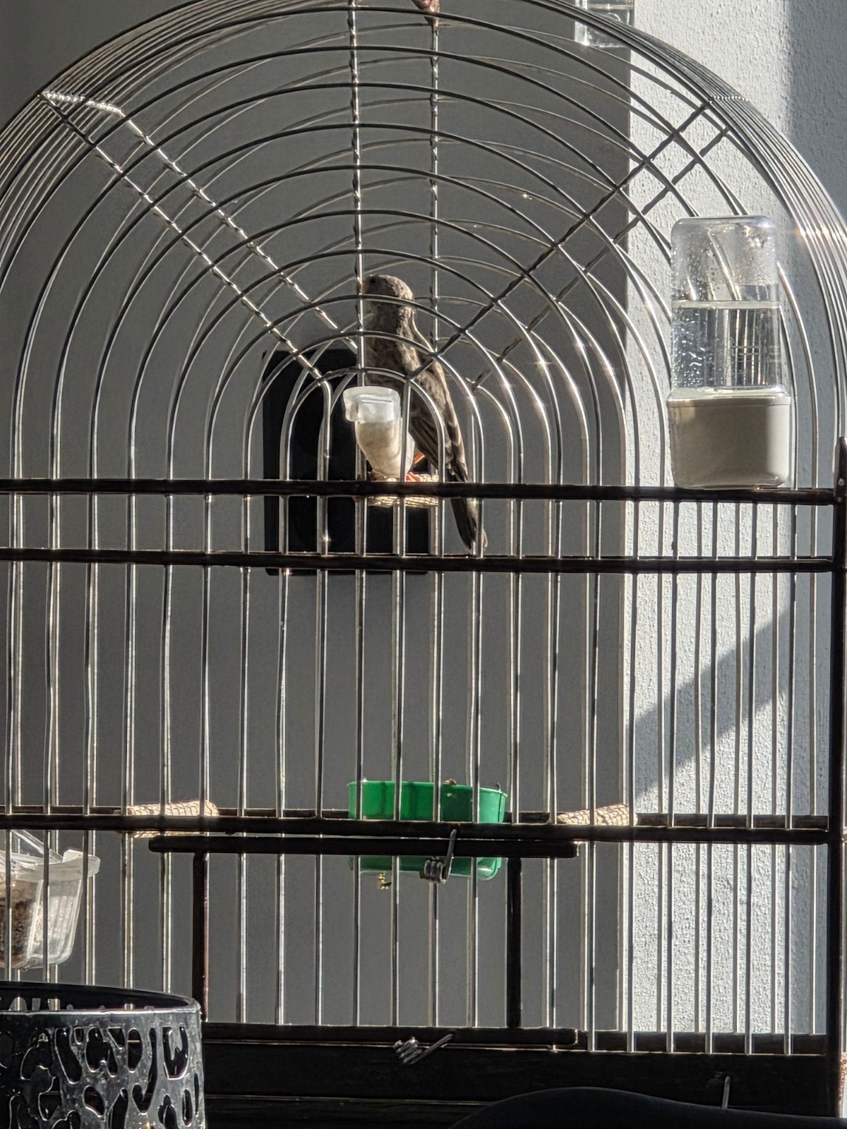 Edelzanger Man geringd Prachtige 2025, Mannelijk, Tropenvogel, Geringd