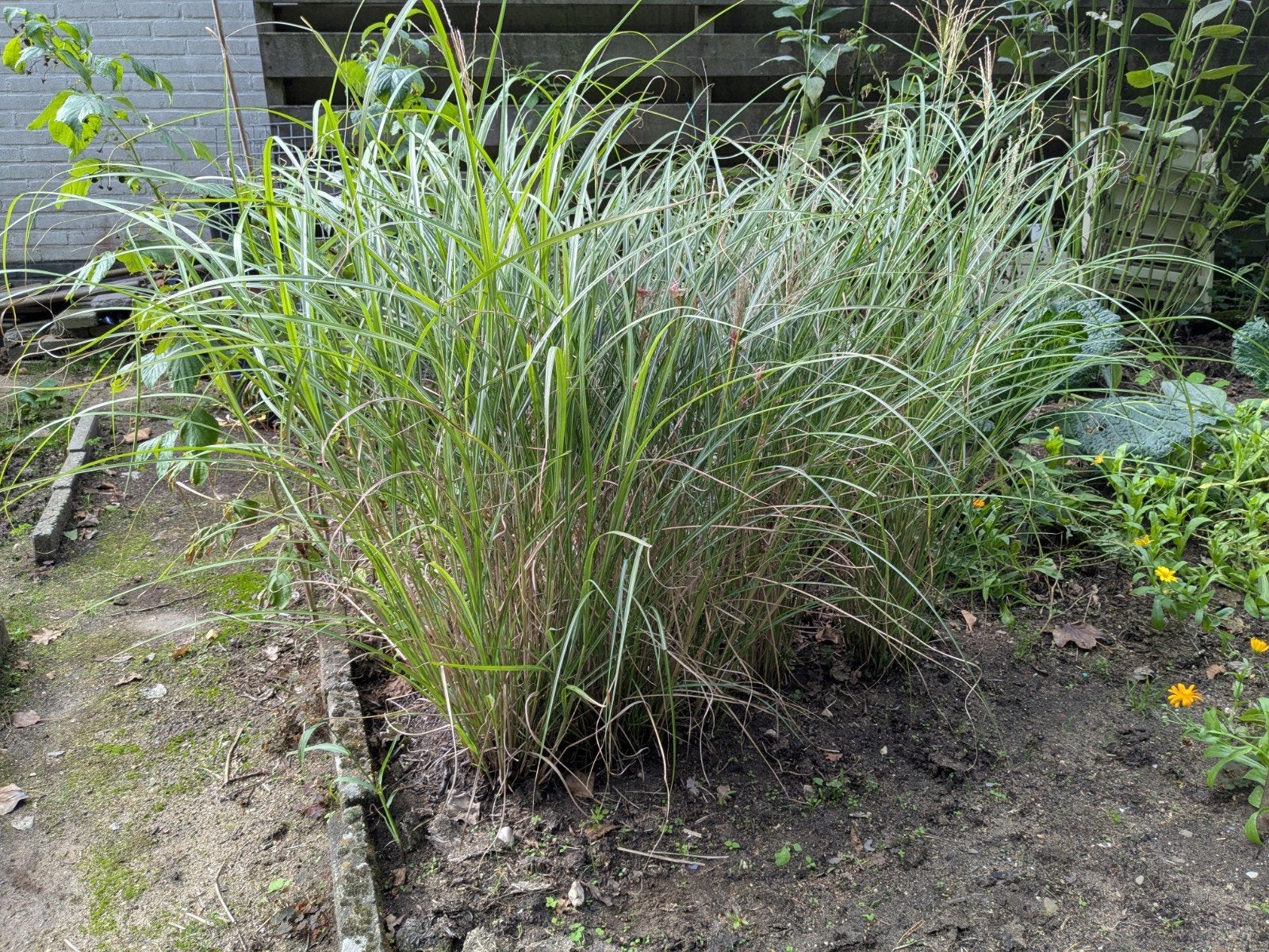 Siergras - Miscanthus sinensis 'Gracillimus', Tuin en Terras, Ophalen, Volle zon, Vaste plant, Siergrassen