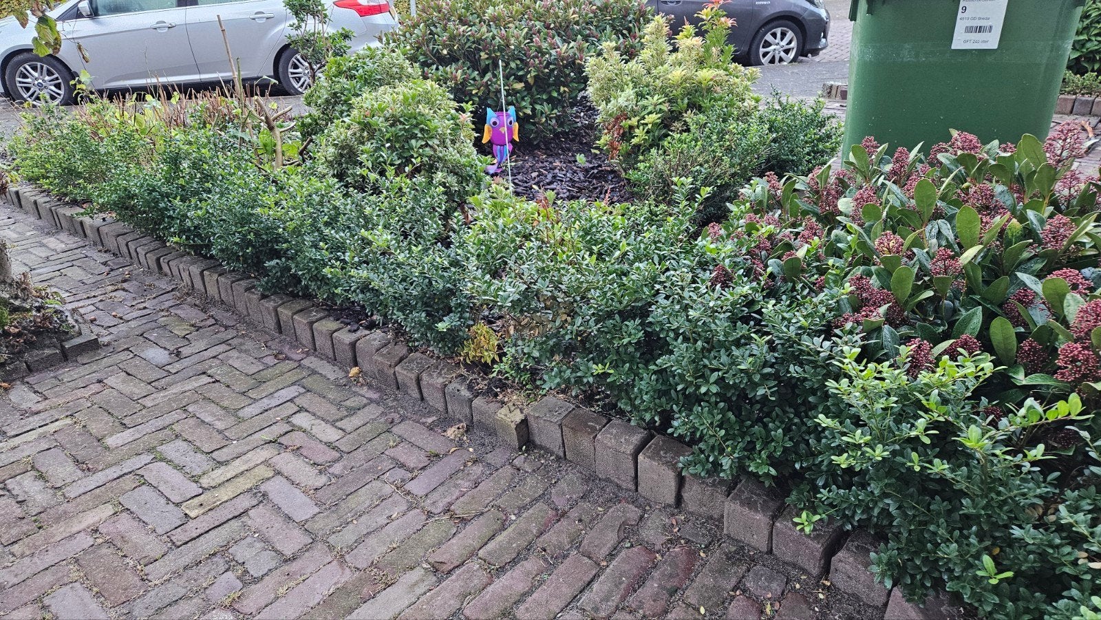 Gratis Hegplantjes - Vandaag Ophalen!, Tuin en Terras, Vaste plant, Bloeit niet, Halfschaduw, Ophalen