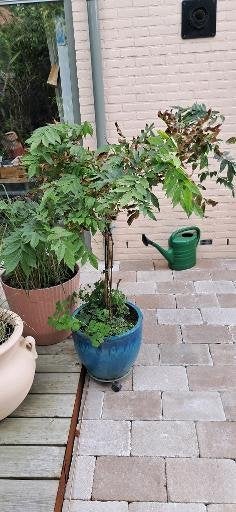 'Blauwe'regen, Tuin en Terras, Ophalen, Vaste plant, Klimplanten, Volle zon