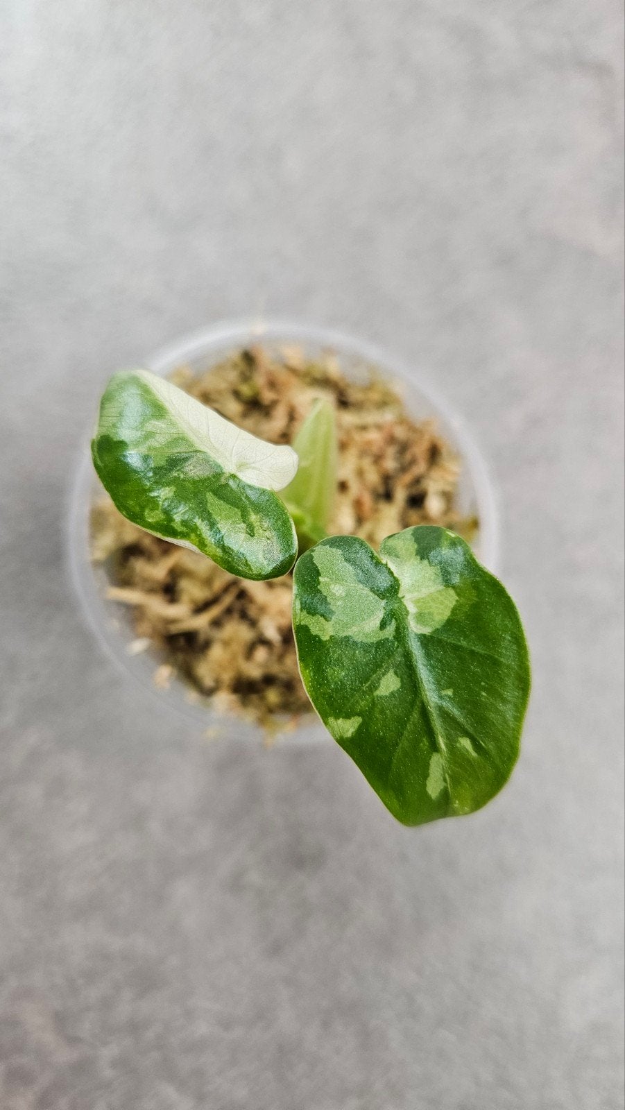 Alocasia odora 'Okinawa Silver', Ophalen of Verzenden, Halfschaduw, Minder dan 100 cm