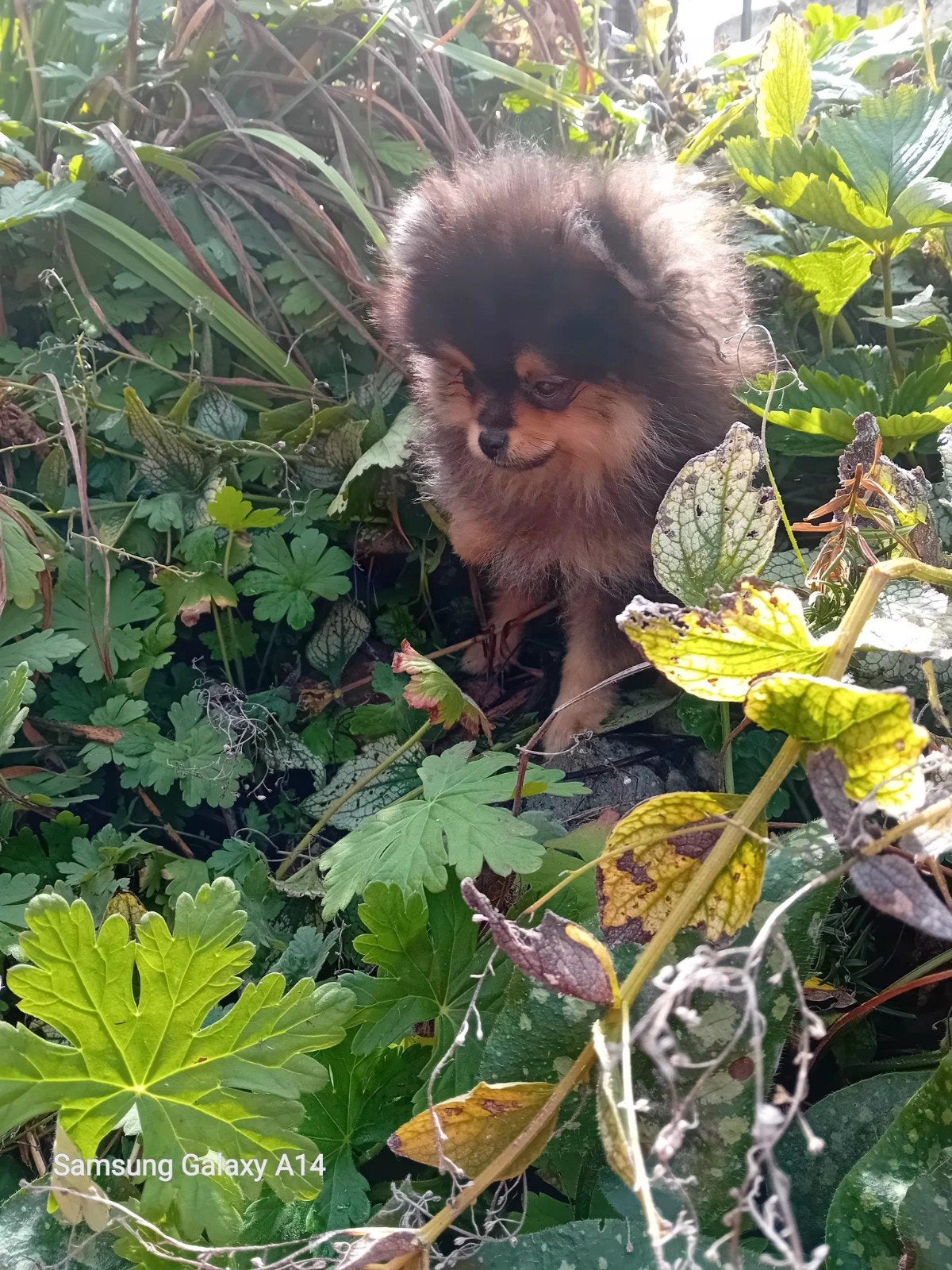 Prachtige Klein Black&Tan Pomeriaan Reutje FCI Ouders, Particulier, Reu, 8 tot 15 weken, Buitenland