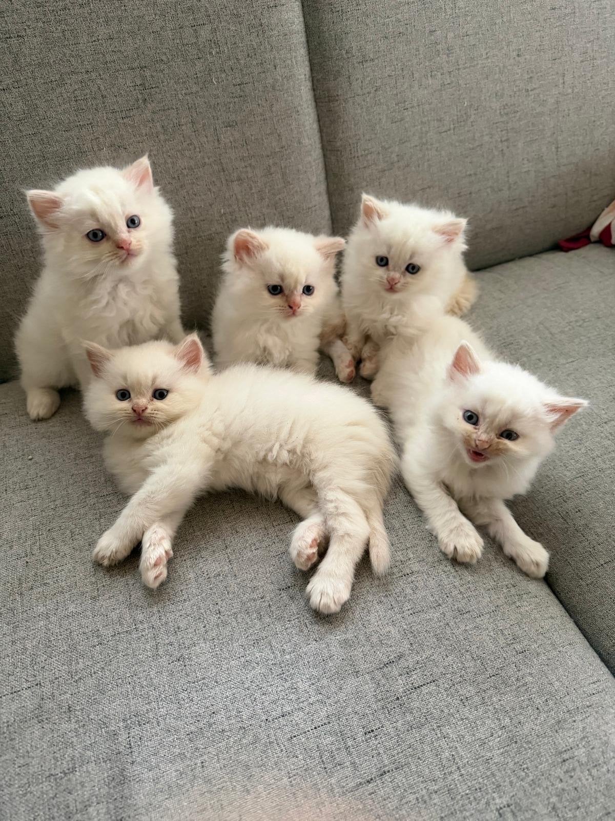 Prachtige Himalaya kittens te koop (€ 600)⁠