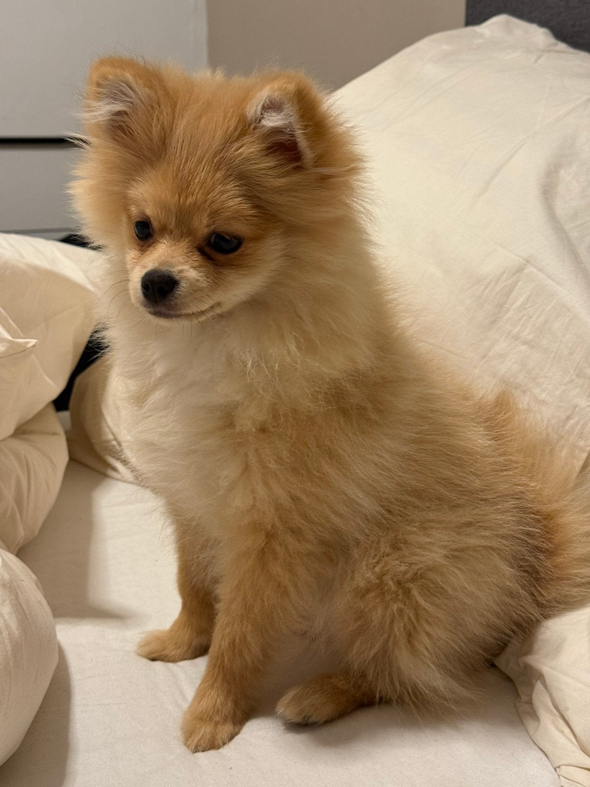 Prachtige Pomeriaan (Dwergkees) te koop – Vrouwtje, Keeshond, 15 weken tot 1 jaar, Teef, Eén hond