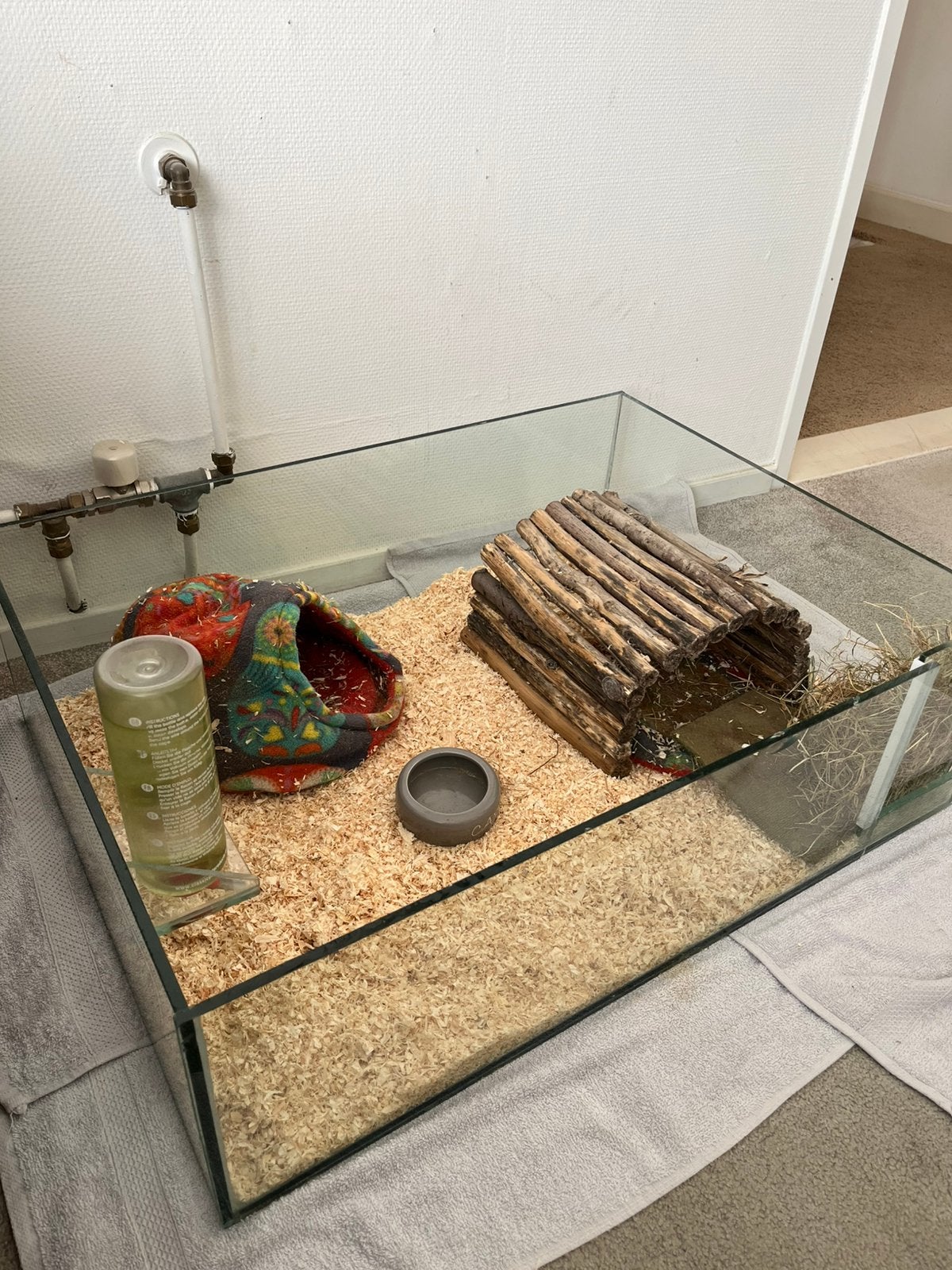 Cavia’s met glazen hok, Cavia, Juni, Mannelijk, Tam