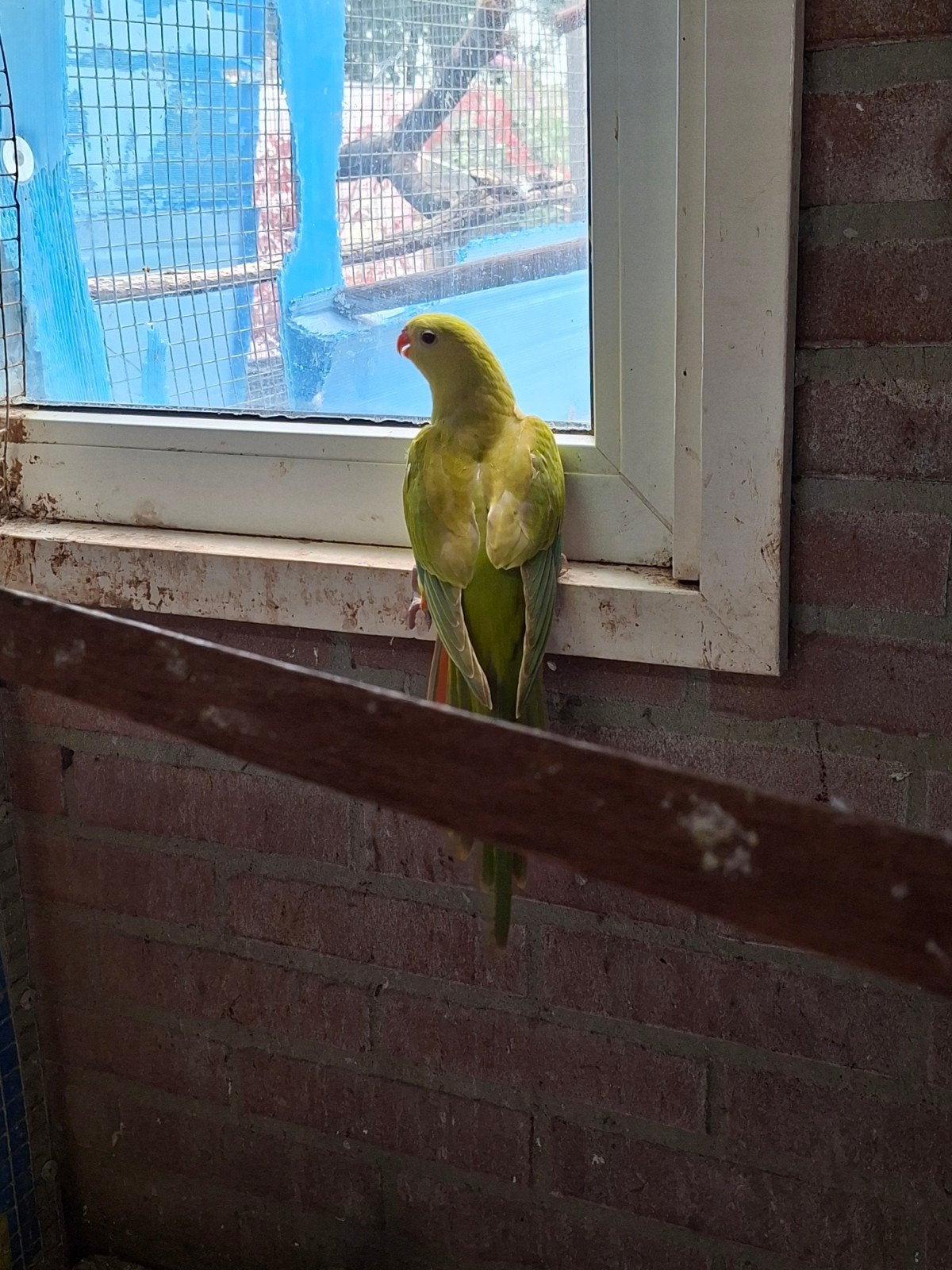 te koop diverse grote en kleine parkieten, Meerdere dieren, Parkiet