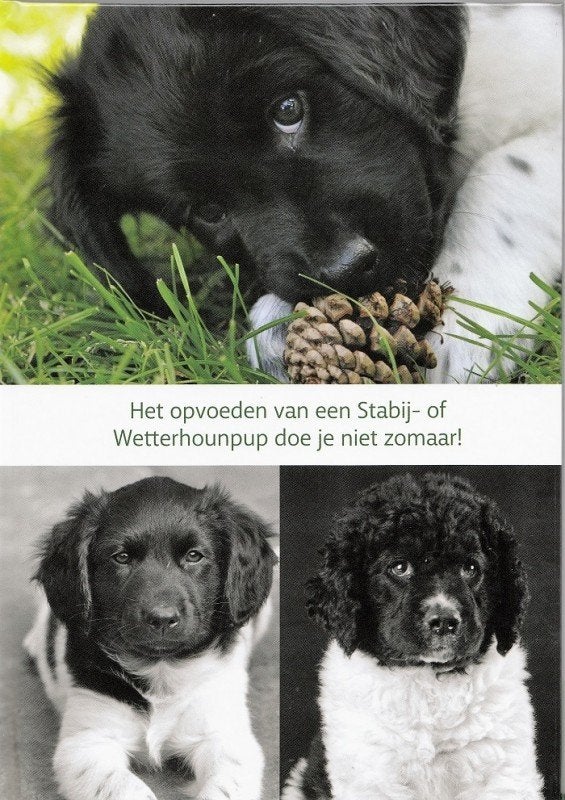 Het opvoeden van een Stabij of Wetterhoun, Ophalen of Verzenden, Zo goed als nieuw, Honden