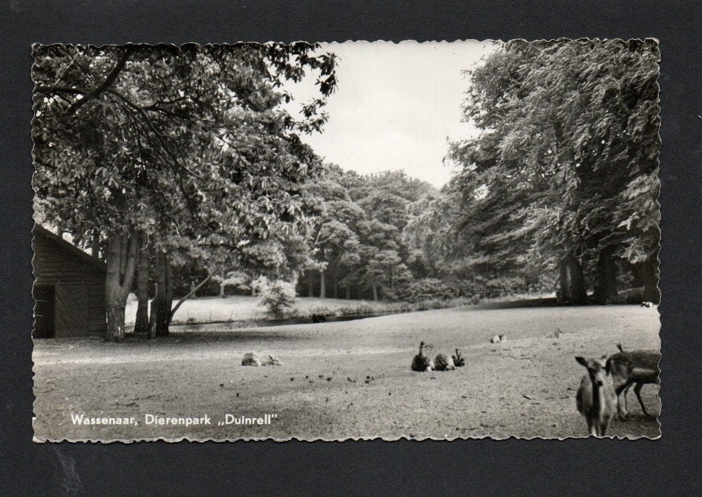 Wassenaar, 1960. Dierenpark, Duinrell., Ophalen of Verzenden, 1940 tot 1960, Gelopen, Zuid-Holland