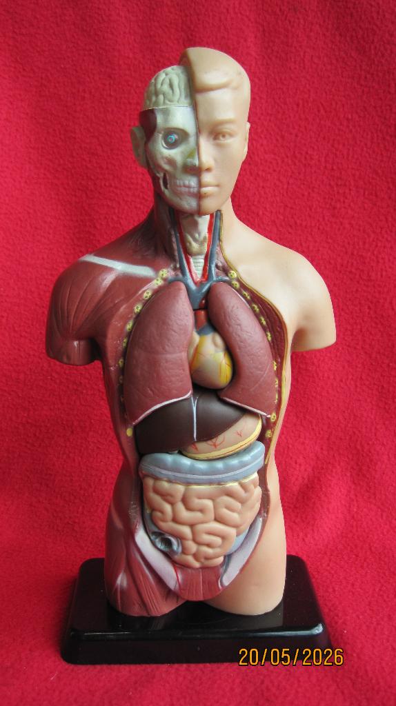 Beeld anatomisch model, Ophalen of Verzenden, Zo goed als nieuw, Puzzelen