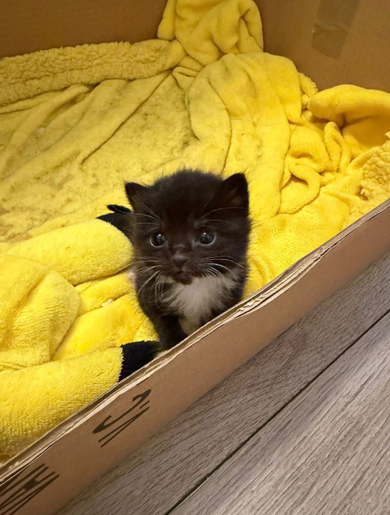 Kitten, poes., Poes, Ontwormd, 0 tot 2 jaar