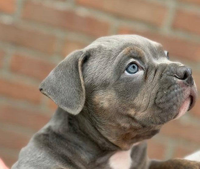American Bully Pup Reutje ABKC Champion Smokey Joe, Dieren en Toebehoren, CDV (hondenziekte), 8 tot 15 weken, Bulldog, Meerdere