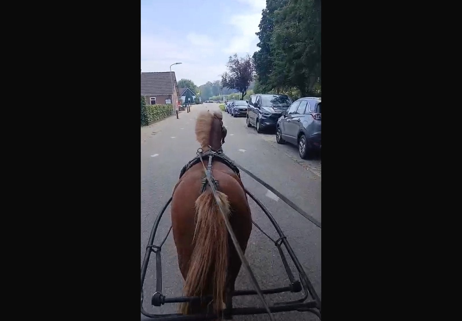 Prachtige betuigde welsh merrie unieke kans voor de fokkerij, Dieren en Toebehoren, Merrie, 11 jaar of ouder