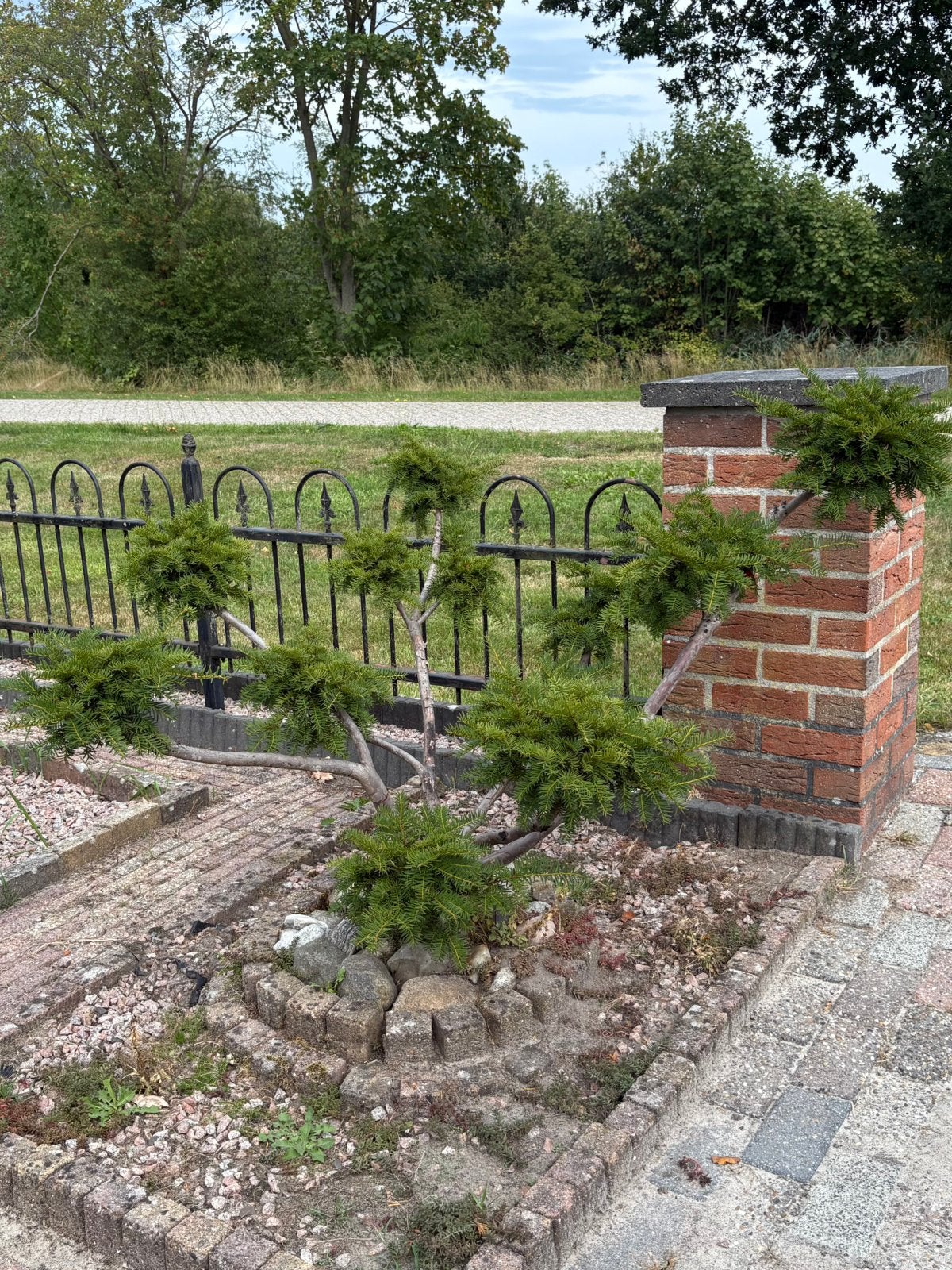 Taxus gevormd, Tuin en Terras, Planten | Bomen, Ophalen, Bloeit niet, Halfschaduw, Overige soorten