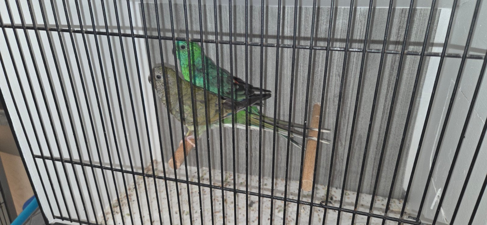 roodstuitparkiet, Meerdere dieren, Parkiet