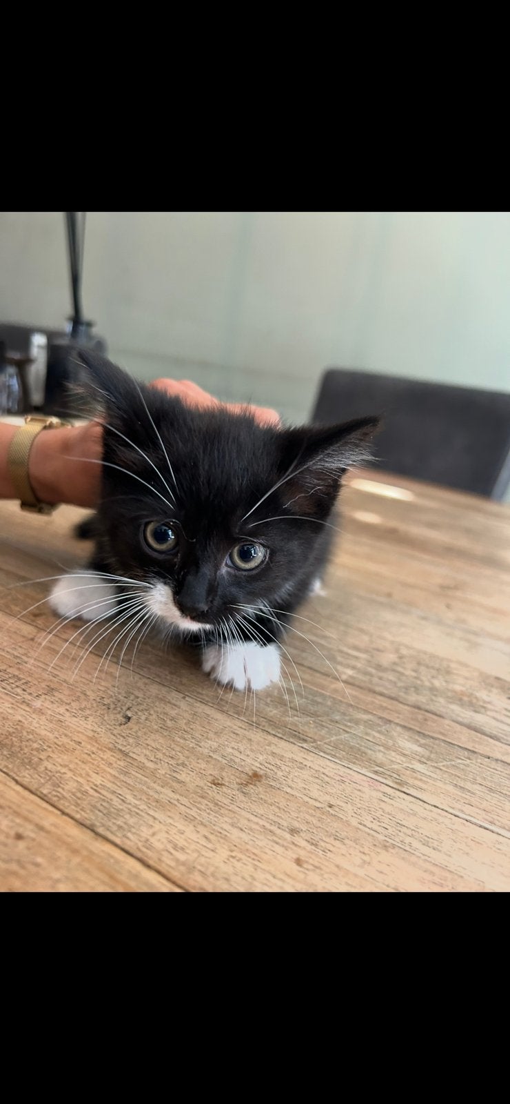 Kitten te koop, Dieren en Toebehoren