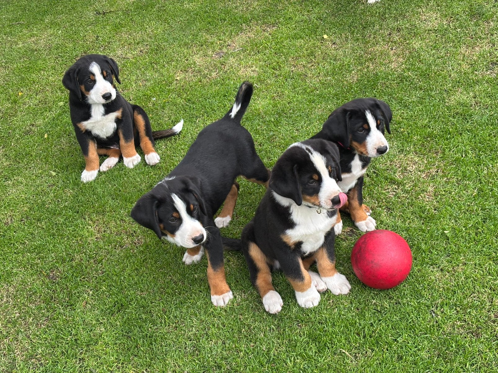 Puppy’s, Dieren en Toebehoren, Honden | Herdershonden en Veedrijvers, Overige rassen, 8 tot 15 weken, Parvo, Meerdere