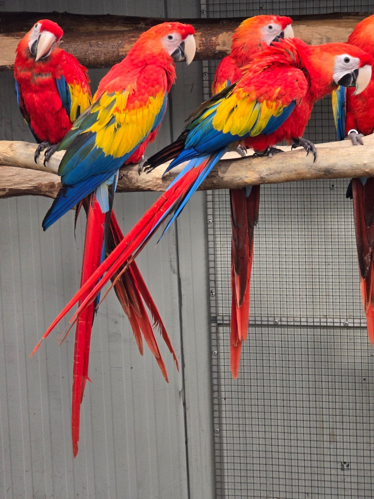 Diverse papagaaien bij Animal trade, Dieren en Toebehoren, Meerdere dieren, Papegaai