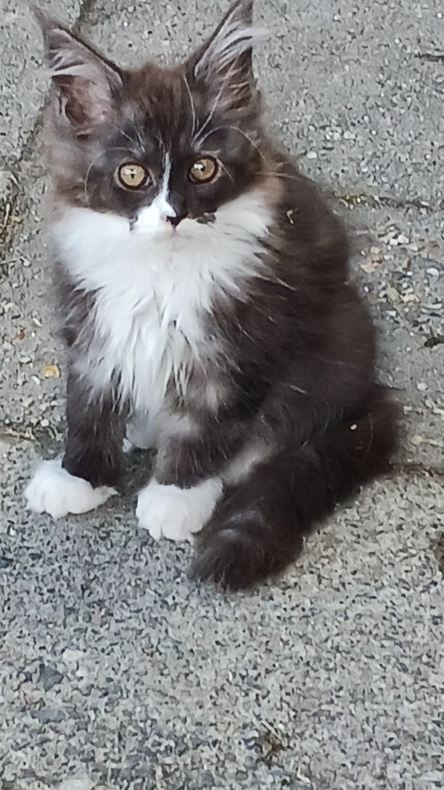 Maine coon kitten, Dieren en Toebehoren, Meerdere dieren, Met stamboom, 0 tot 2 jaar