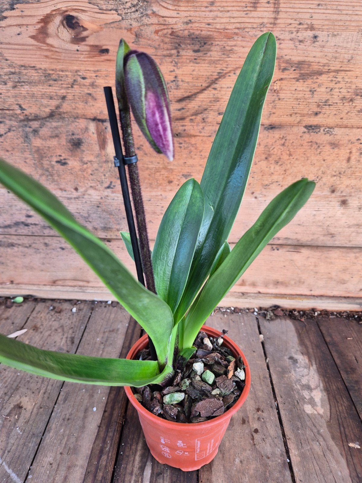 Orchidee Paphiopedilum Amerikaanse Hybriden p12 (6)