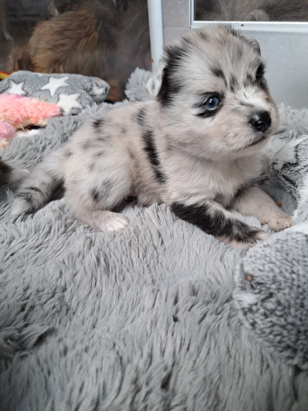prachtige F2 pomsky pups met epr stamboom !, Overige rassen, CDV (hondenziekte), 8 tot 15 weken, Meerdere