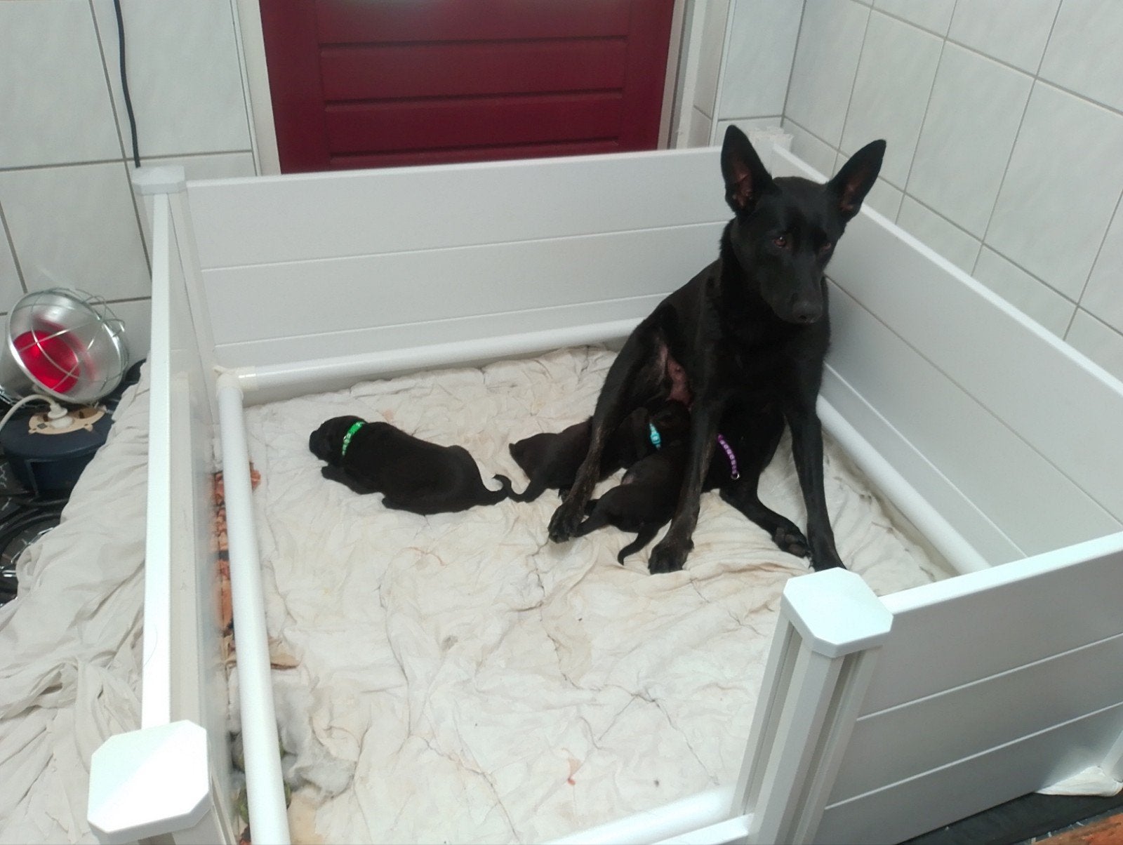 Werpkist Vevor te koop. Gebruikt voor 1 nestje., Ophalen of Verzenden